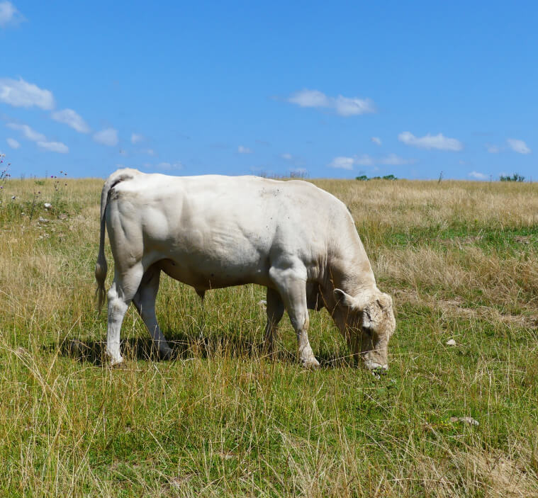 single cow standing and eating in field
