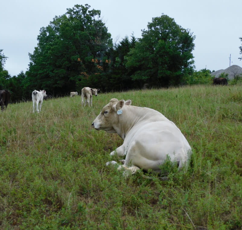 cows laying in field