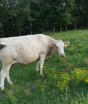 single white cow in field