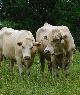 white wagyu cows standing next to each other