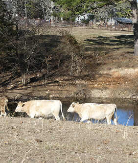 white wagyu cows walking alongside the river