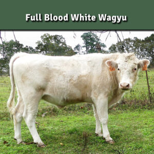 CSS export straws of regular semen non sexed of “Seigi” CLV Shiroi Seigi registration CLVF23U24.