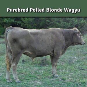 "Ari" CLV BLONDE ARIMURA  CLVP23U25