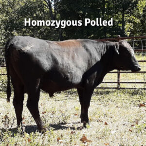 Domestic straws of regular non-sexed semen of “Zuru”   CLV Zuru Kikuyasu H04  AmWA registration PB53655